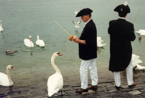 Mövenflug Luzern, Bild 20