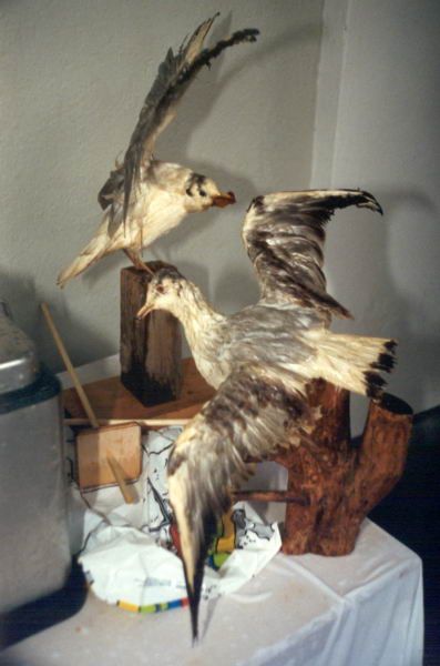 Mövenflug Luzern, Bild 93